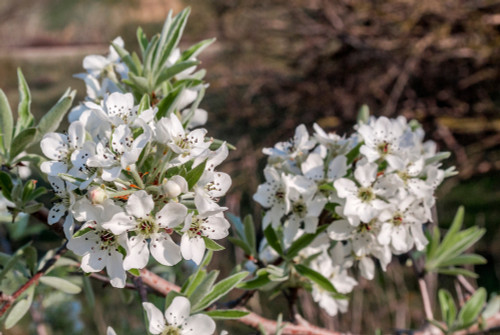 Weeping Silver Pear or Willow-leaved Pear (Pyrus salicifolia)