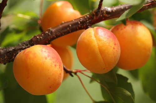 Newcastle Apricot