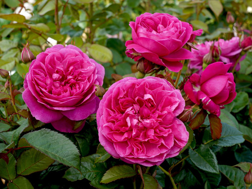 Ornamental Plants - Roses - David Austin Roses - Heritage Fruit Trees