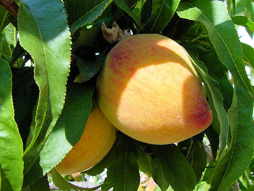 Dwarf  Yellow Peach