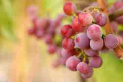 Henab Turki Grape