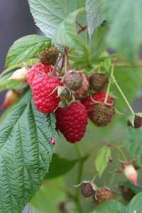 Chilcotin Raspberry