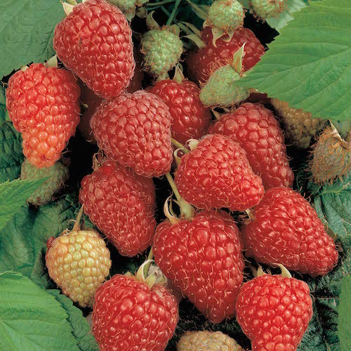 Nootka Raspberry Heritage Fruit Trees
