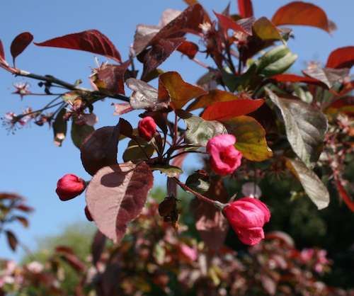 Eleyi Crabapple (Malus x purpurea ‘Eleyi’)