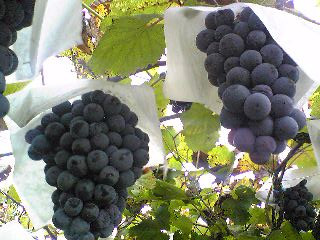Black Muscat Grape