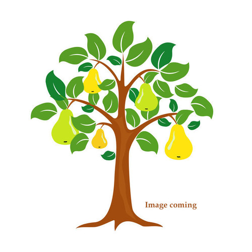 Baptiste Valette Pear (semi-dwarf)