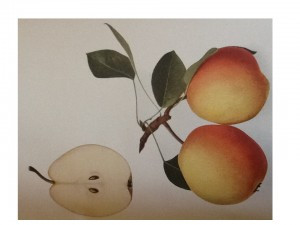 Flemish Beauty Pear (semi-dwarf)