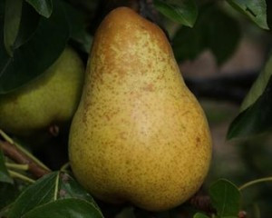 Yellow Huff-cap Perry Pear