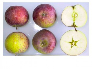 Early McIntosh Apple (dwarf)