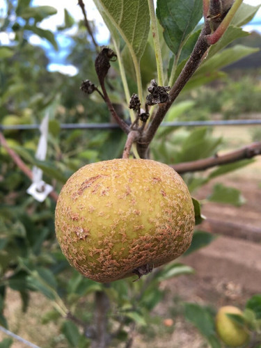 Golden Harvey Apple (dwarf)