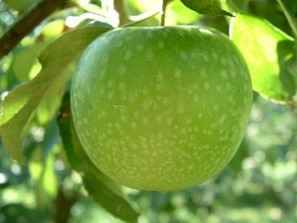 Granny Smith Apple (dwarf)
