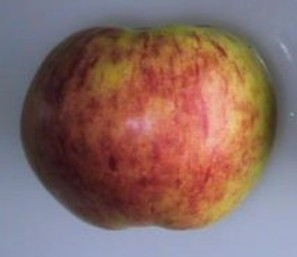 Gravenstein Apple (dwarf)