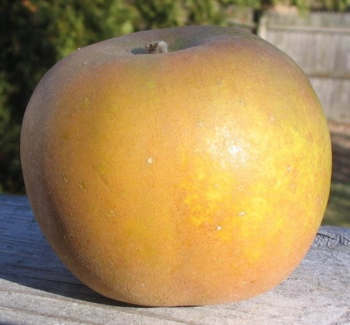 McIndoe's Russet Apple (dwarf)