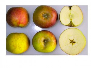 Ribston Pippin Apple (dwarf)