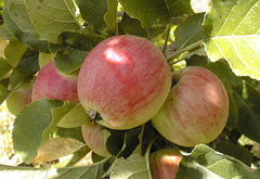 Yarlington Mill Apple (dwarf)