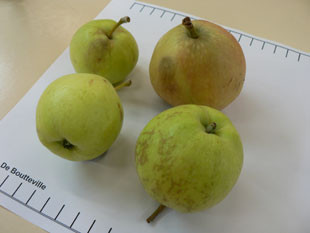 De Boutteville Apple (medium)