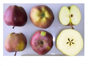 Delicious Apple (medium)