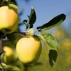 Ein Shemer Apple (medium)
