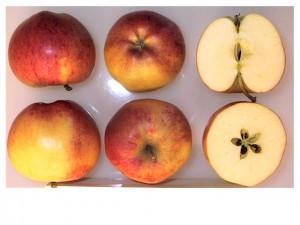 Gala Apple (medium)