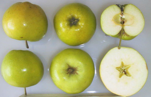 Bulmer's Norman Apple (medium)
