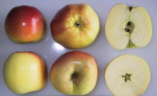 Winter Banana Apple (medium)