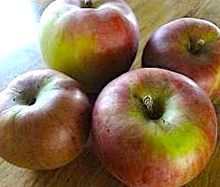 Brown's Apple (tall)