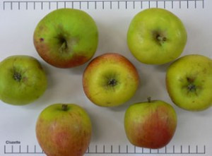 Clozette Apple (tall)