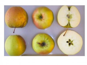 Golden Delicious Apple (tall)