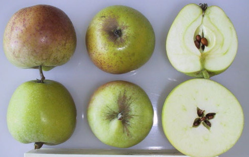 Sweet Coppin Apple (tall)