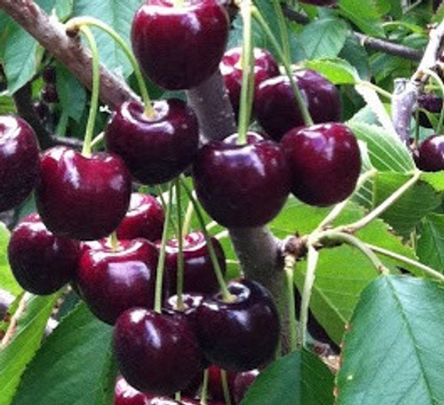 Blackboy Cherry