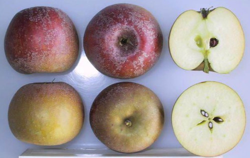 Fenouillet Gris Apple (dwarf)