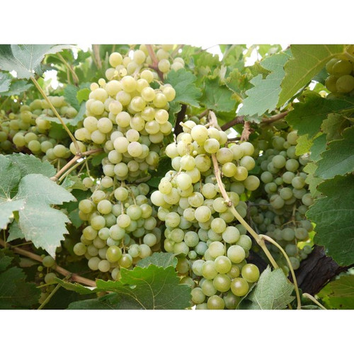 Doradillo Grape