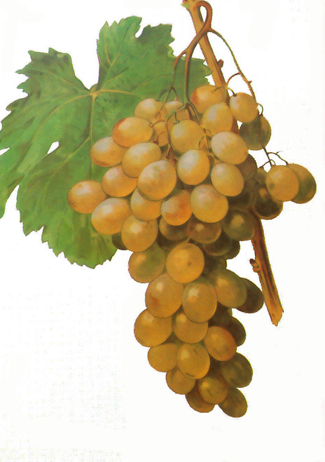 Gordo Blanco (White Muscat) Grape