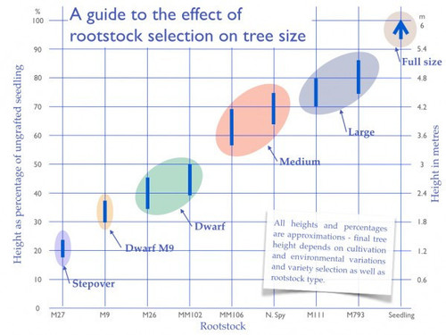 Apple Rootstock MM111 Apple Rootstock MM111