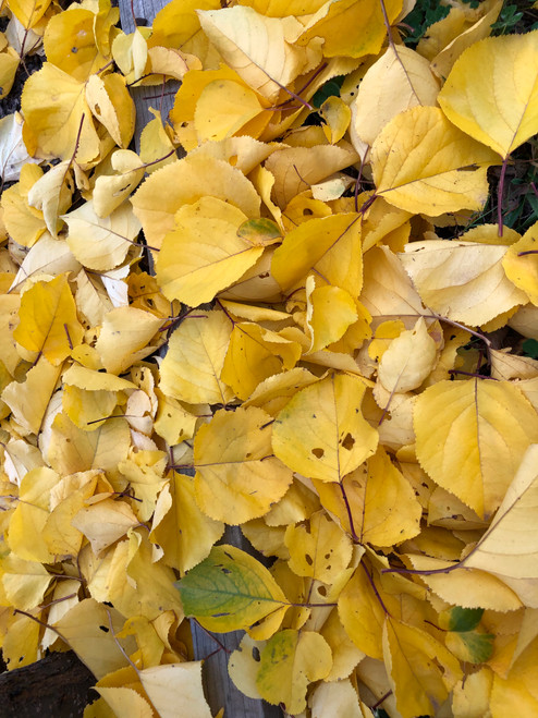 Moorpark Apricot (dwarf)