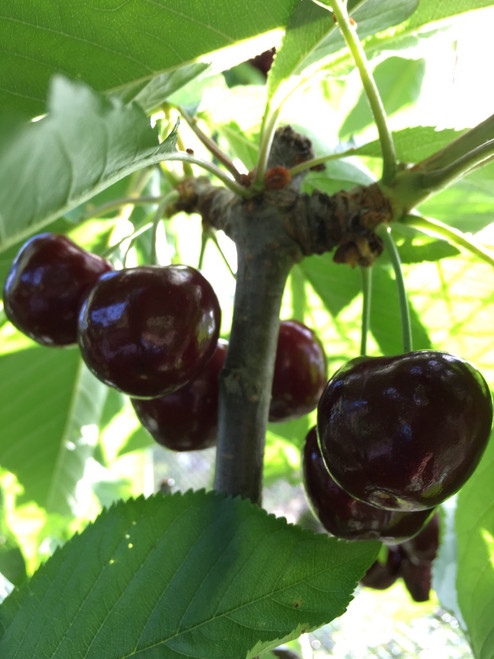 Lapins Cherry (dwarf)