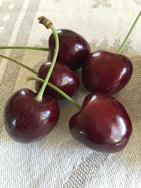 Stella Cherry (dwarf)