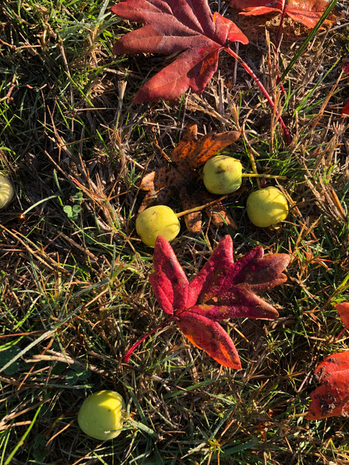 Lebanese Wild Apple Crabapple (Malus trilobata)