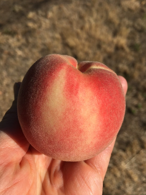 Bendigo Beauty Peach
