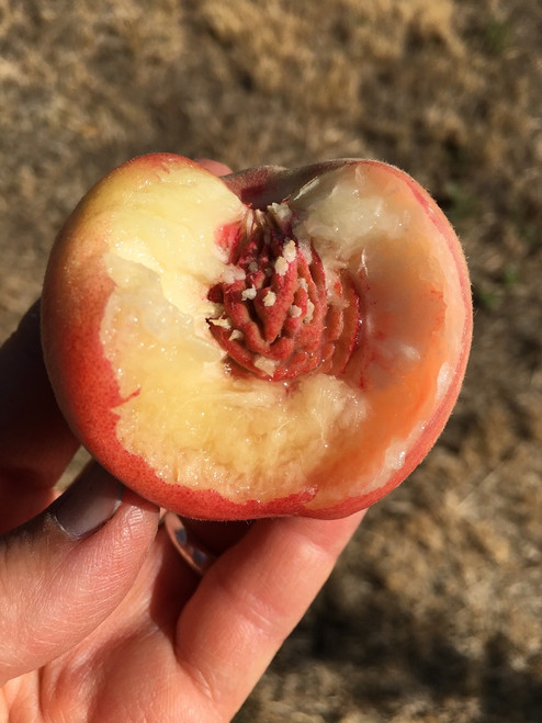 Bendigo Beauty Peach