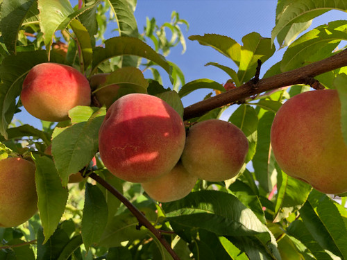 Bendigo Beauty Peach