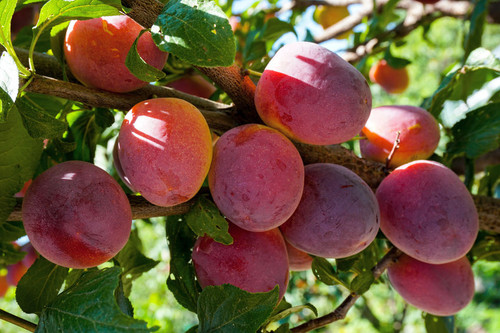 Mariposa Japanese Blood Plum (dwarf)