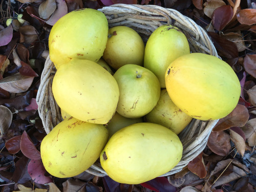 Chinese Quince (Pseudocydonia sinensis)