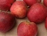 Frequin Rouge Apple (dwarf)