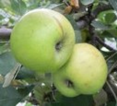 Cimetiere de Blangy Apple (medium)