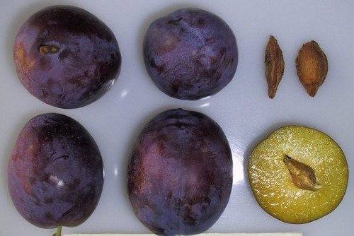 President European Plum President European Plum