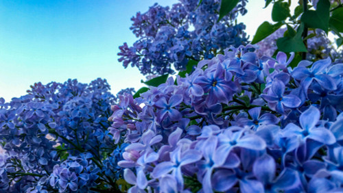 Blue Hyacinth Lilac