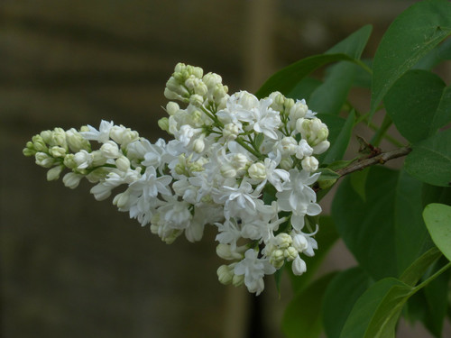 Cora Brandt Lilac