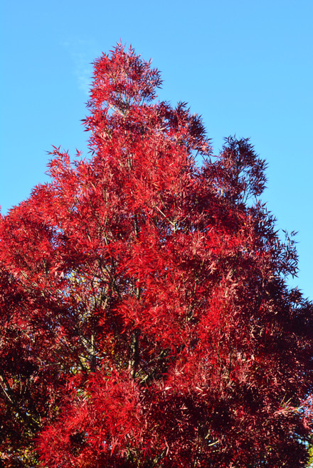 Claret Ash (Fraxinus oxycarpa 'Raywood')