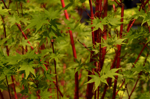 Coral Bark Maple (Acer palmatum 'Senkaki')